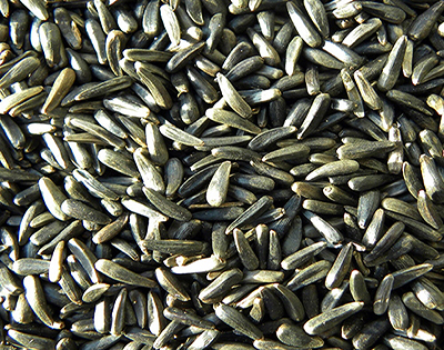 Dried Mealworms