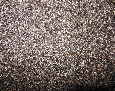 Shelled Peanuts